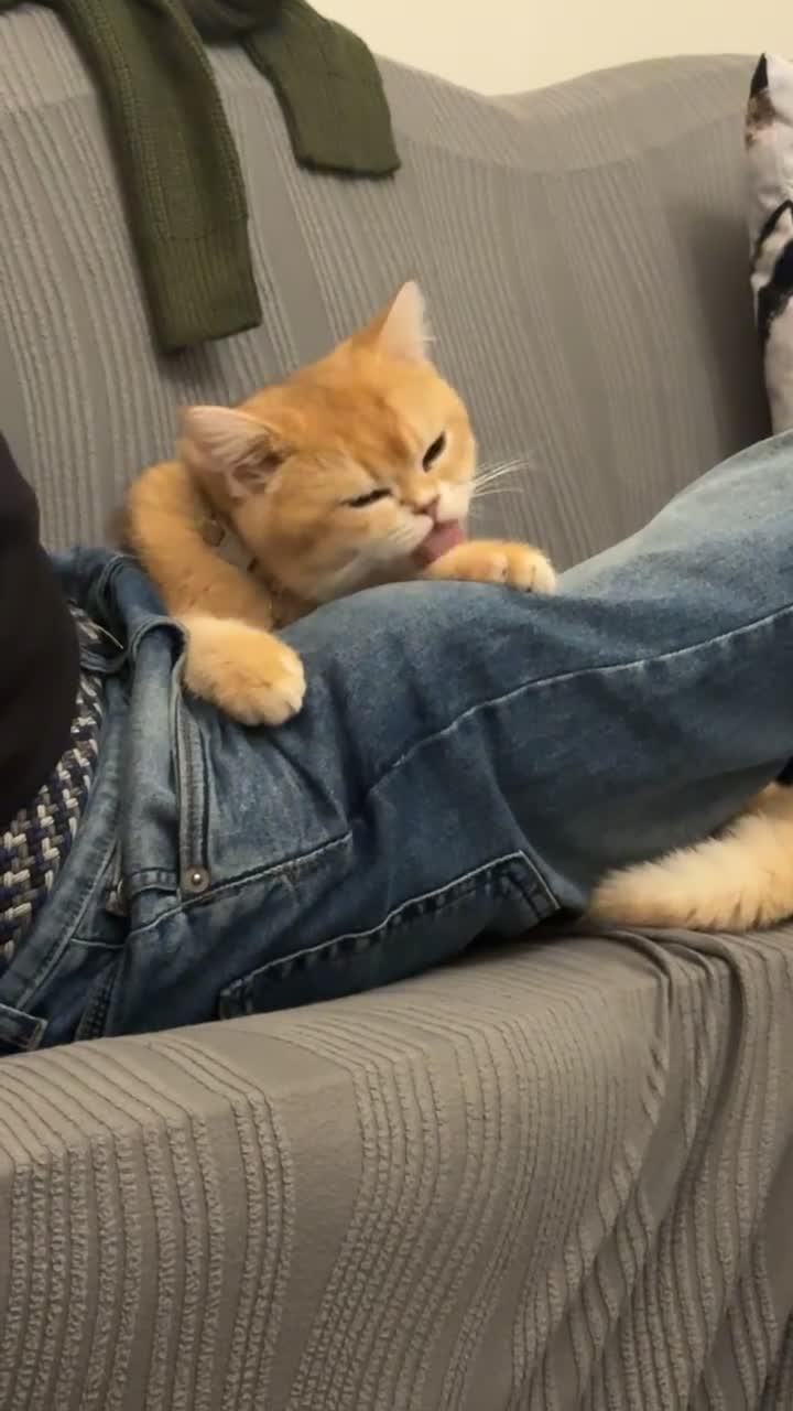 Scottish Fold cats for sale: Male Black Golden Tipped Scottish Straight - Video 2