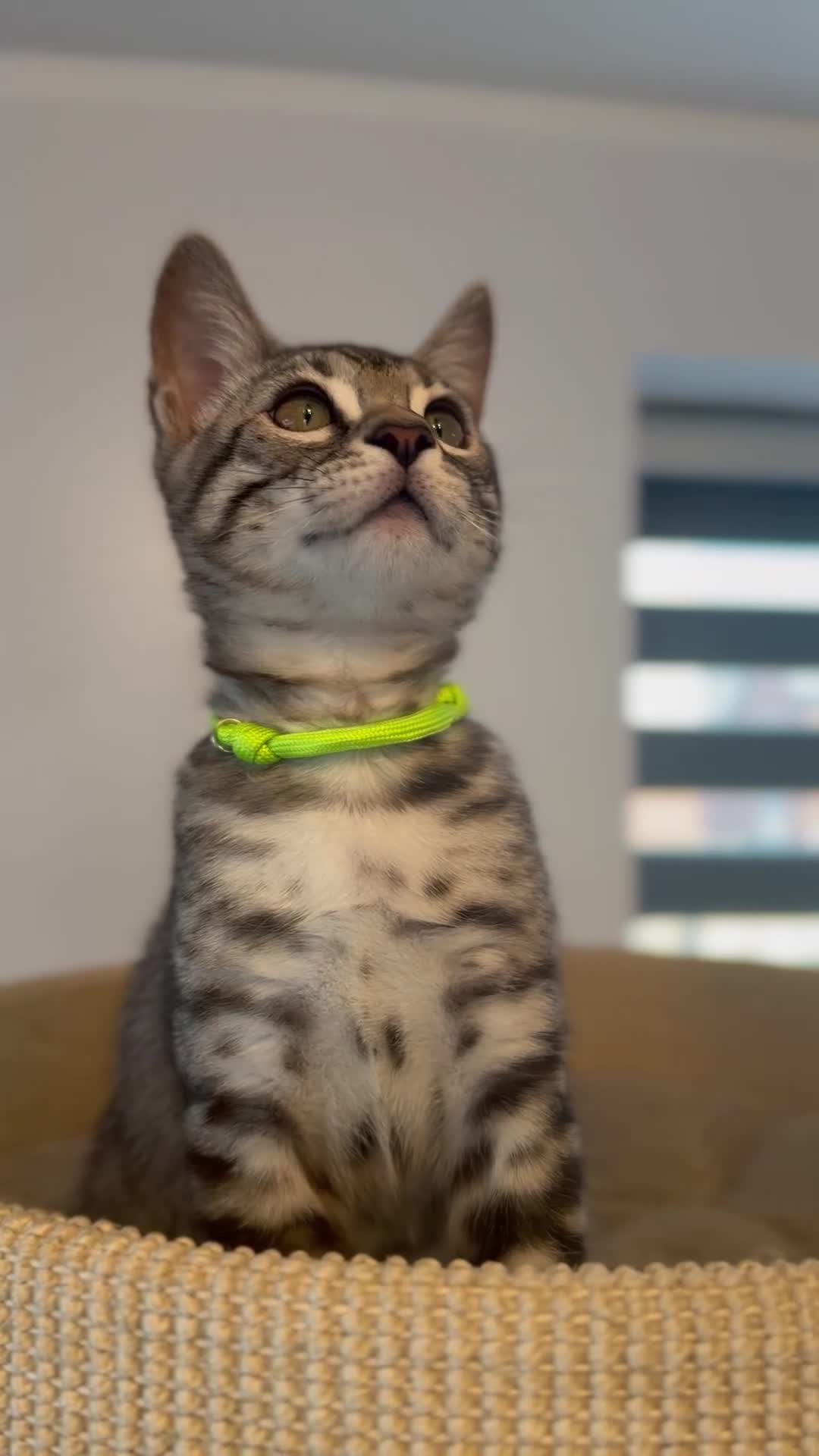 Bengal cats for sale: Exceptional Bengal Kittens Ready Now  - Video 3