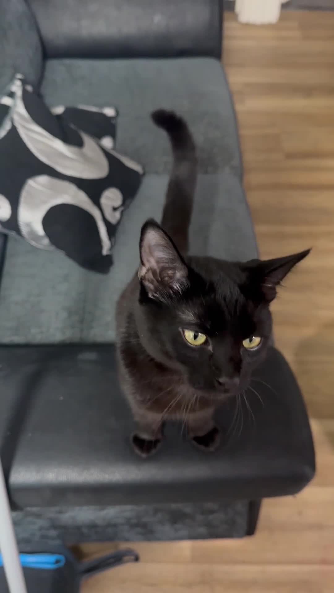 Domestic Shorthair cats for adoption: Cat Looking for a Loving Forever Home  in Nottingham - Video 3