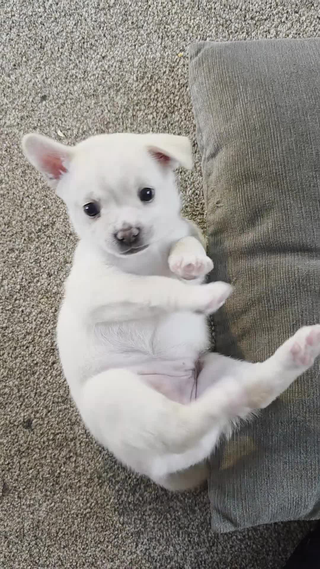 Mixed Breed dogs for sale: Beautiful little French Pom girl - Video 1