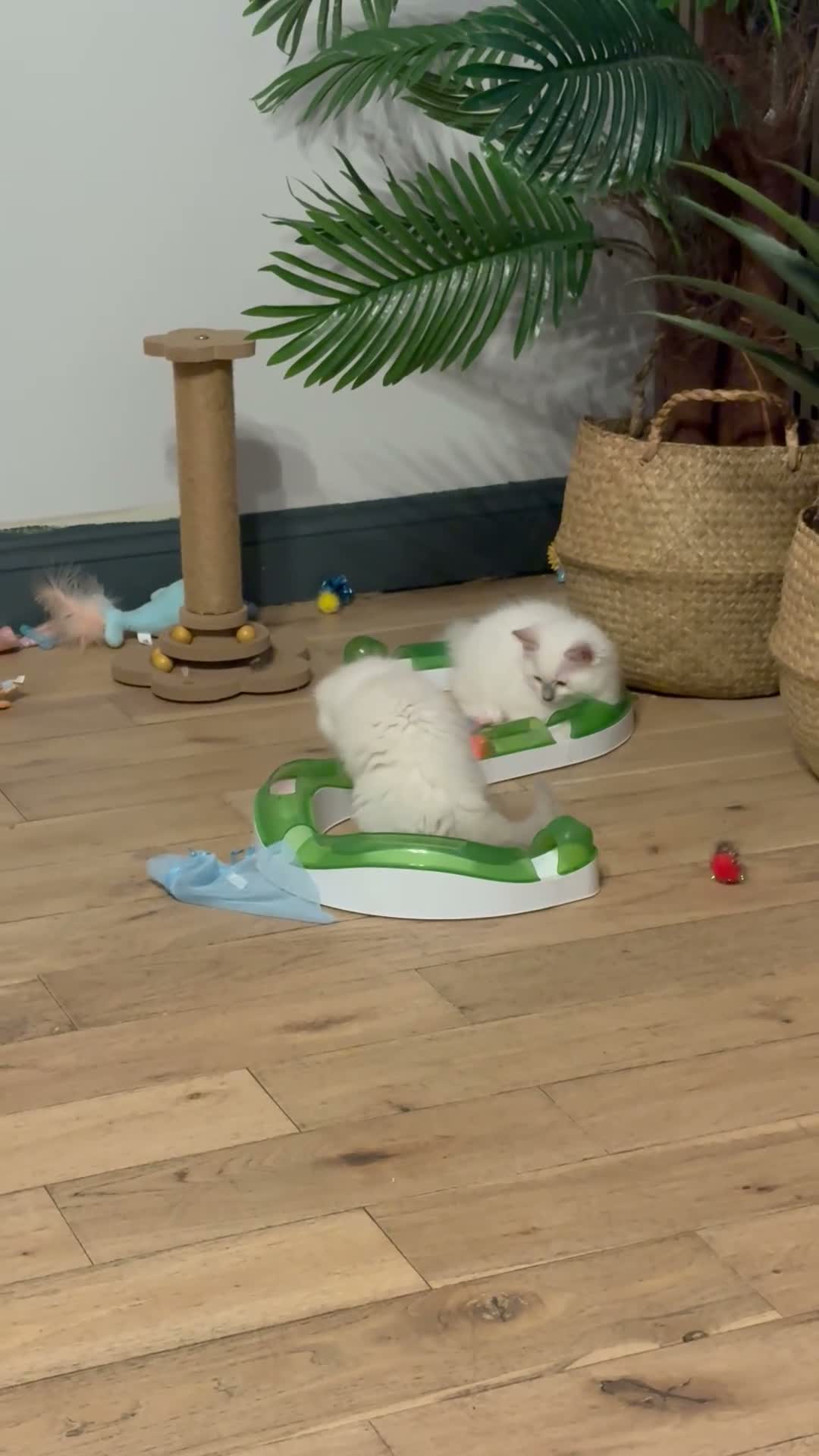 Ragdoll cats for sale: Pure ragdolls kittens  - Video 5
