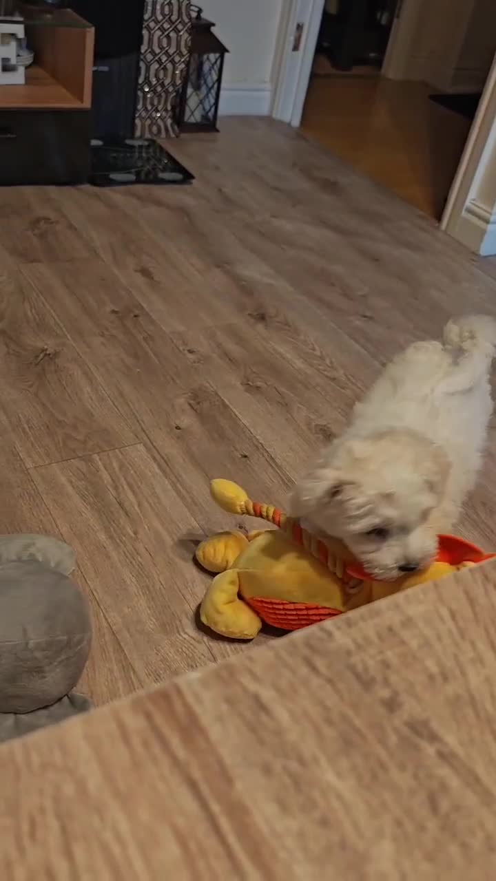 Bichon Frise dogs for sale: Bichon puppy's  - Video 1