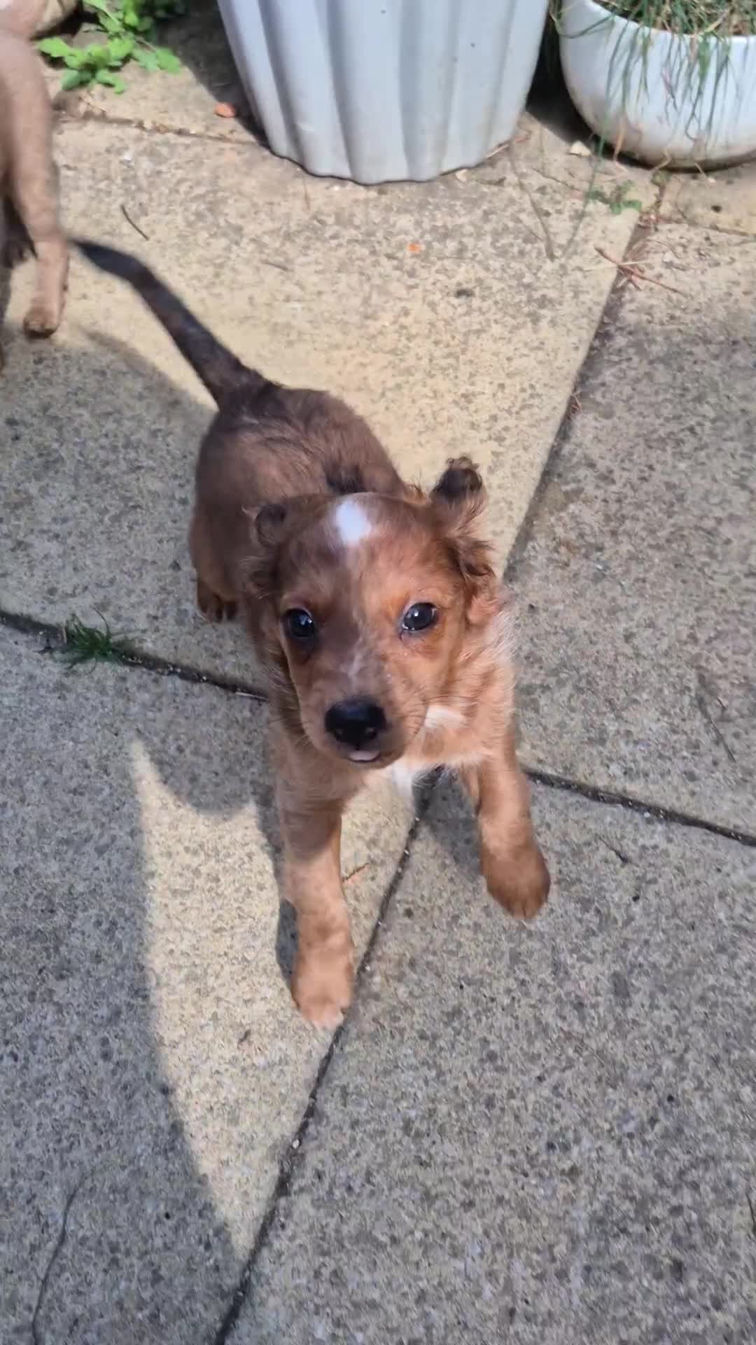 Mixed Breed dogs for sale: Cockapoochis Ready Now  - Video 1