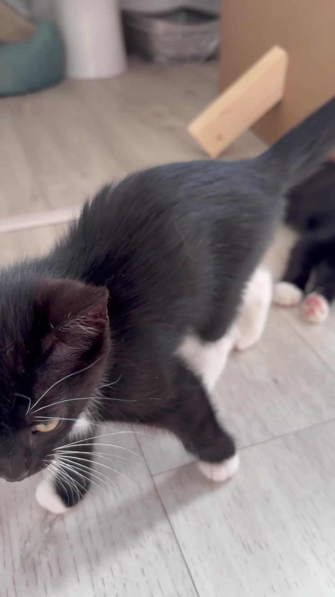 Ragdoll cats for sale: 2 Beautiful Black / White Ragdoll Cross Kittens in Bexhill-on-Sea - Video 3