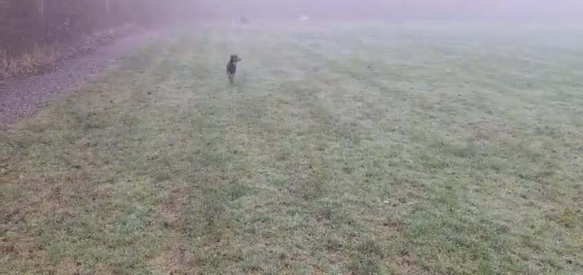 Mixed Breed dogs for adoption: Hux needs a forever home  - Video 2