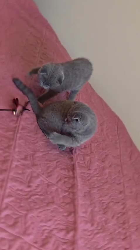Scottish Fold cats for sale: 3 lovely Scotish Fold kittens  - Video 2