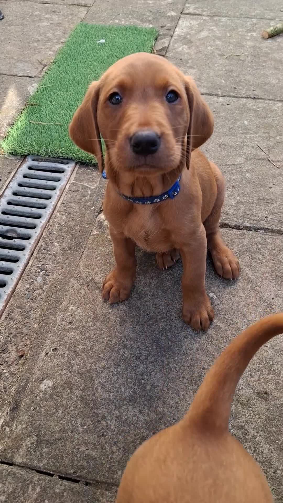 Labrador Retriever dogs for sale: KC Registered Fox Red Labrador Retriever Puppies - Video 4