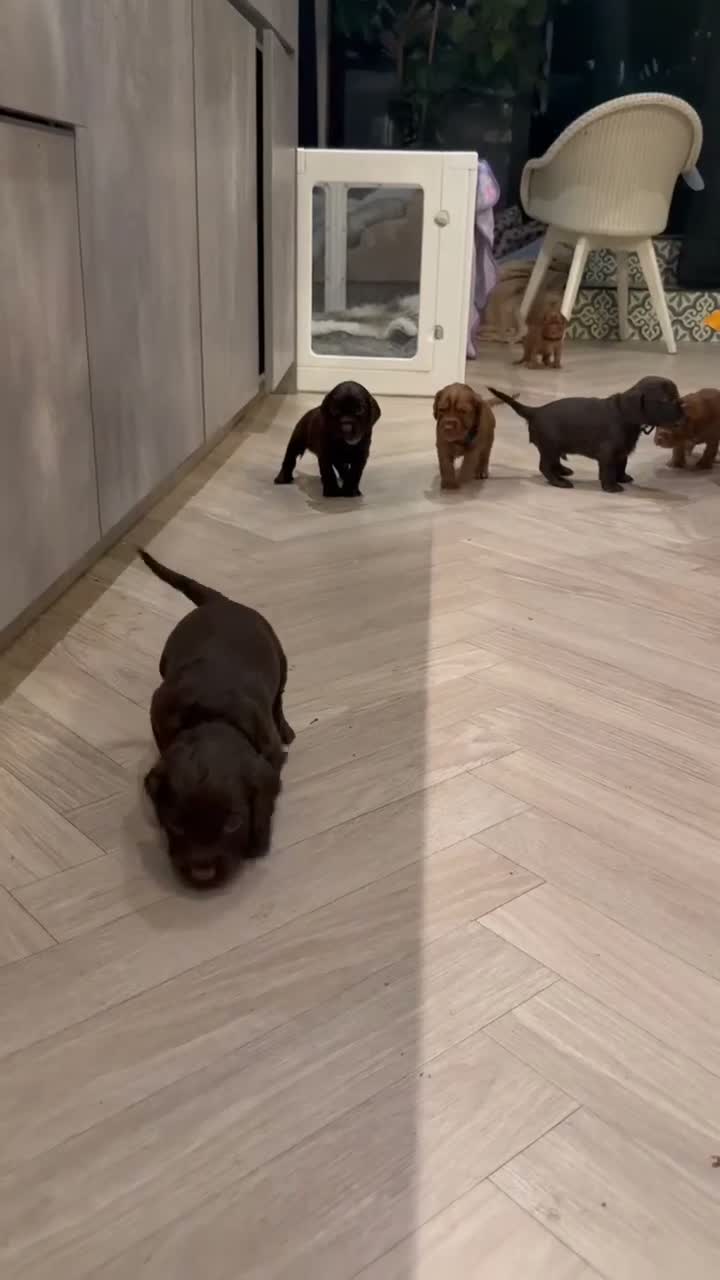 Cocker Spaniel dogs for sale: KC REGISTERED WORKING COCKER SPANIEL PUPPIES in Solihull - Video 1