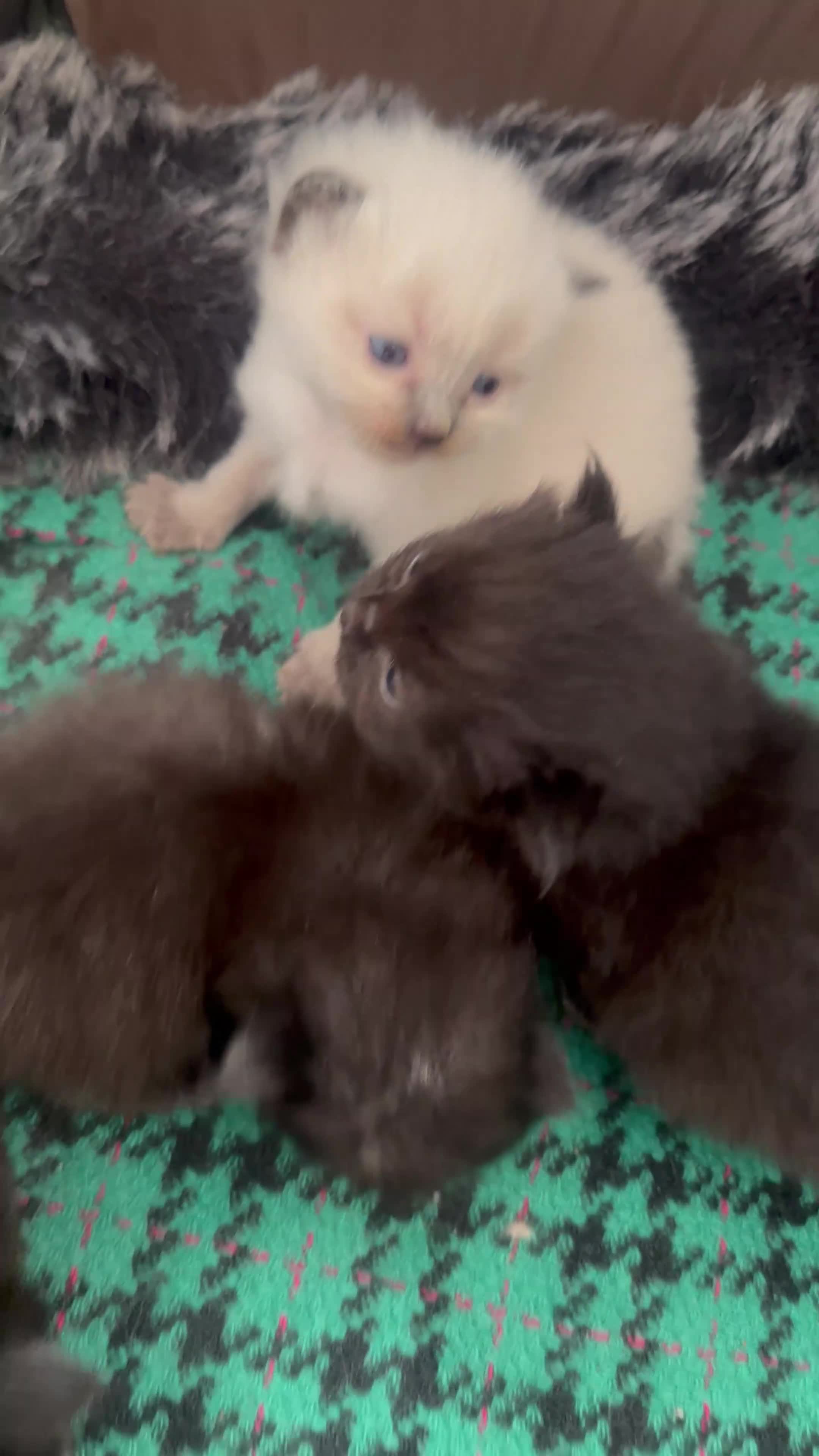 Mixed Breed cats for sale: Mixed Ragdoll & British long hair in Liverpool - Video 1