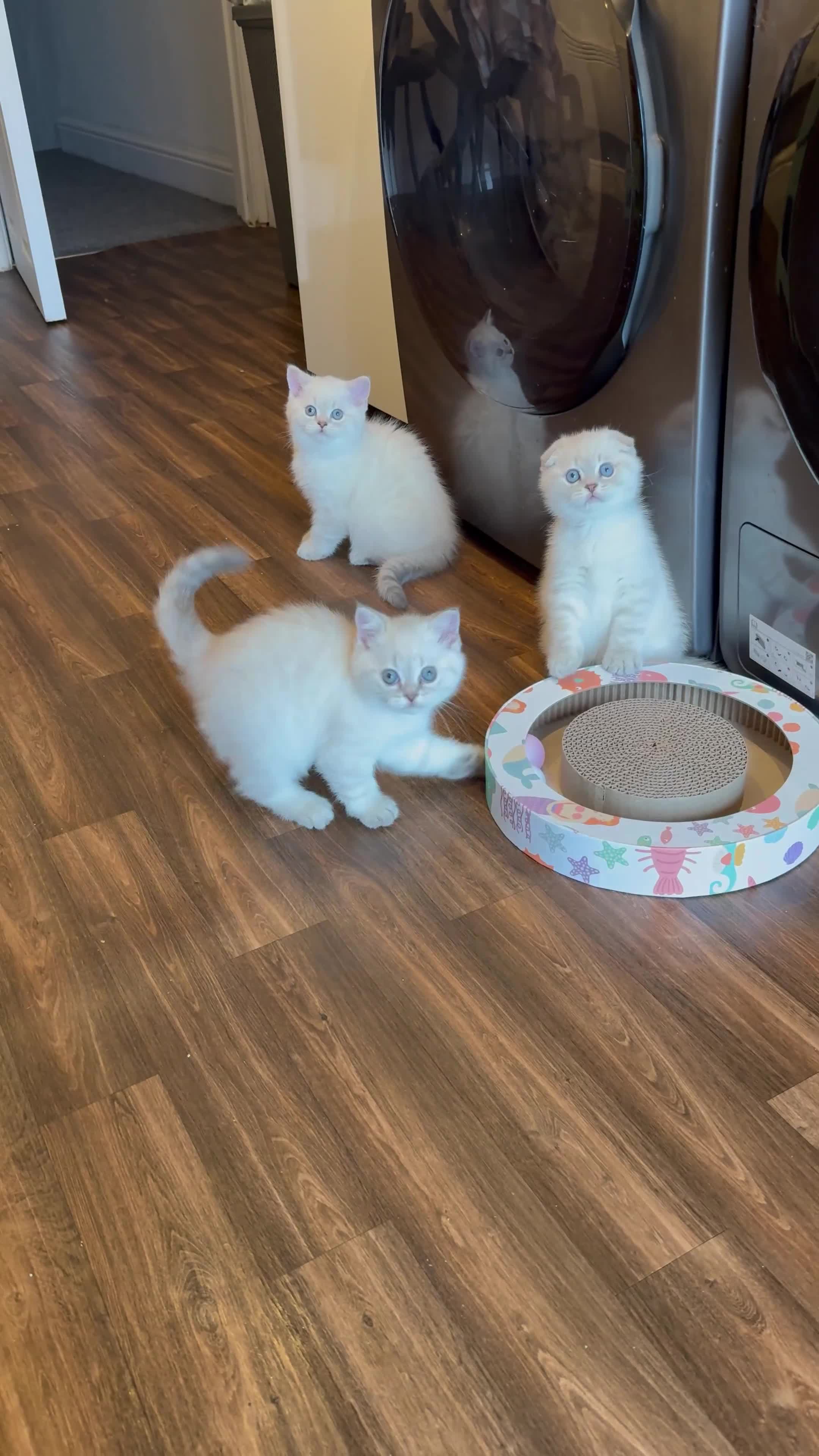 Scottish Fold cats for sale: 😻Stunning Pure breed Scottish fold kittens 😻 - Video 1