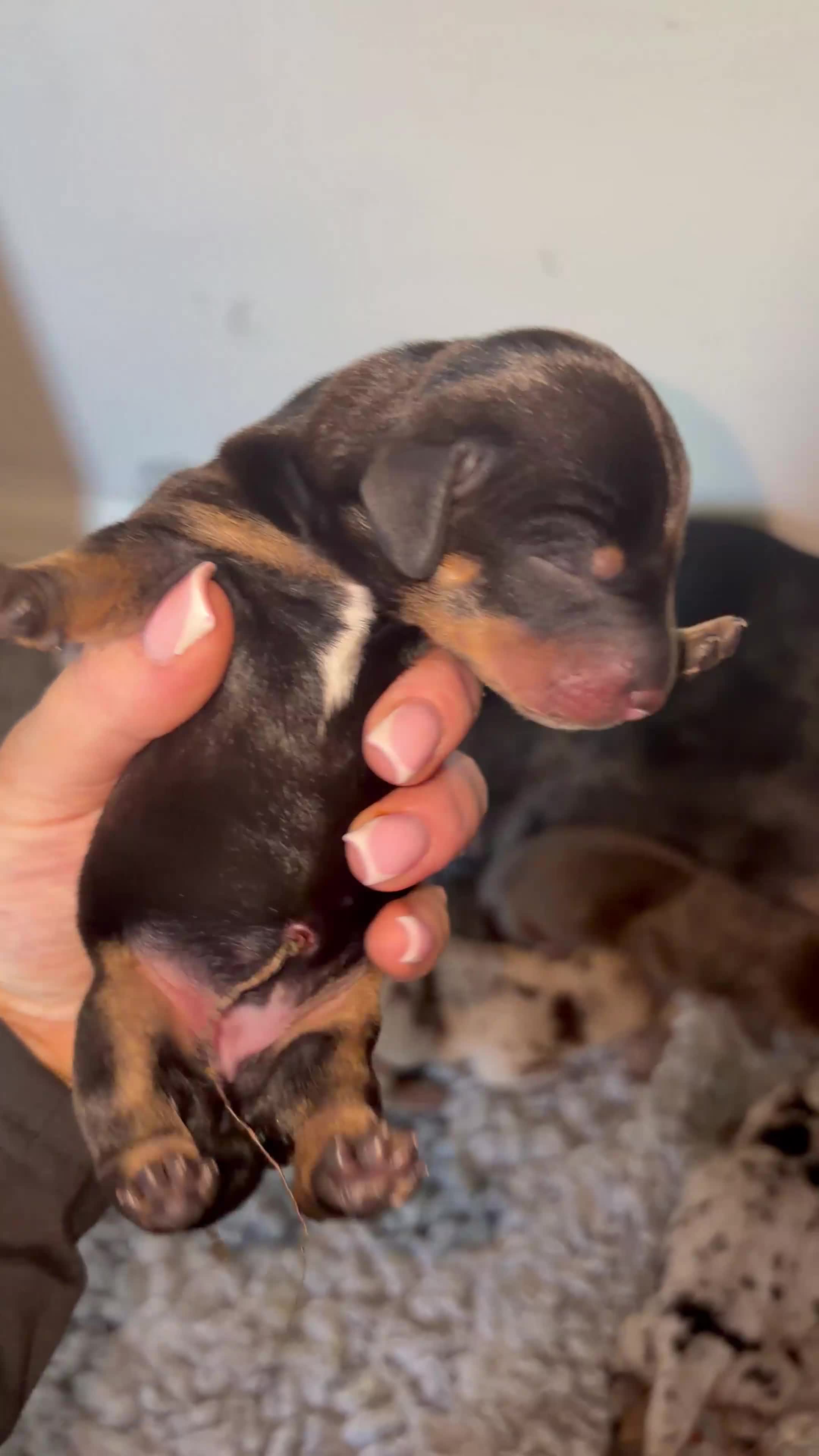 Miniature Dachshund dogs for sale: Miniature dachshund puppies just been born🐶 in Bury - Video 2