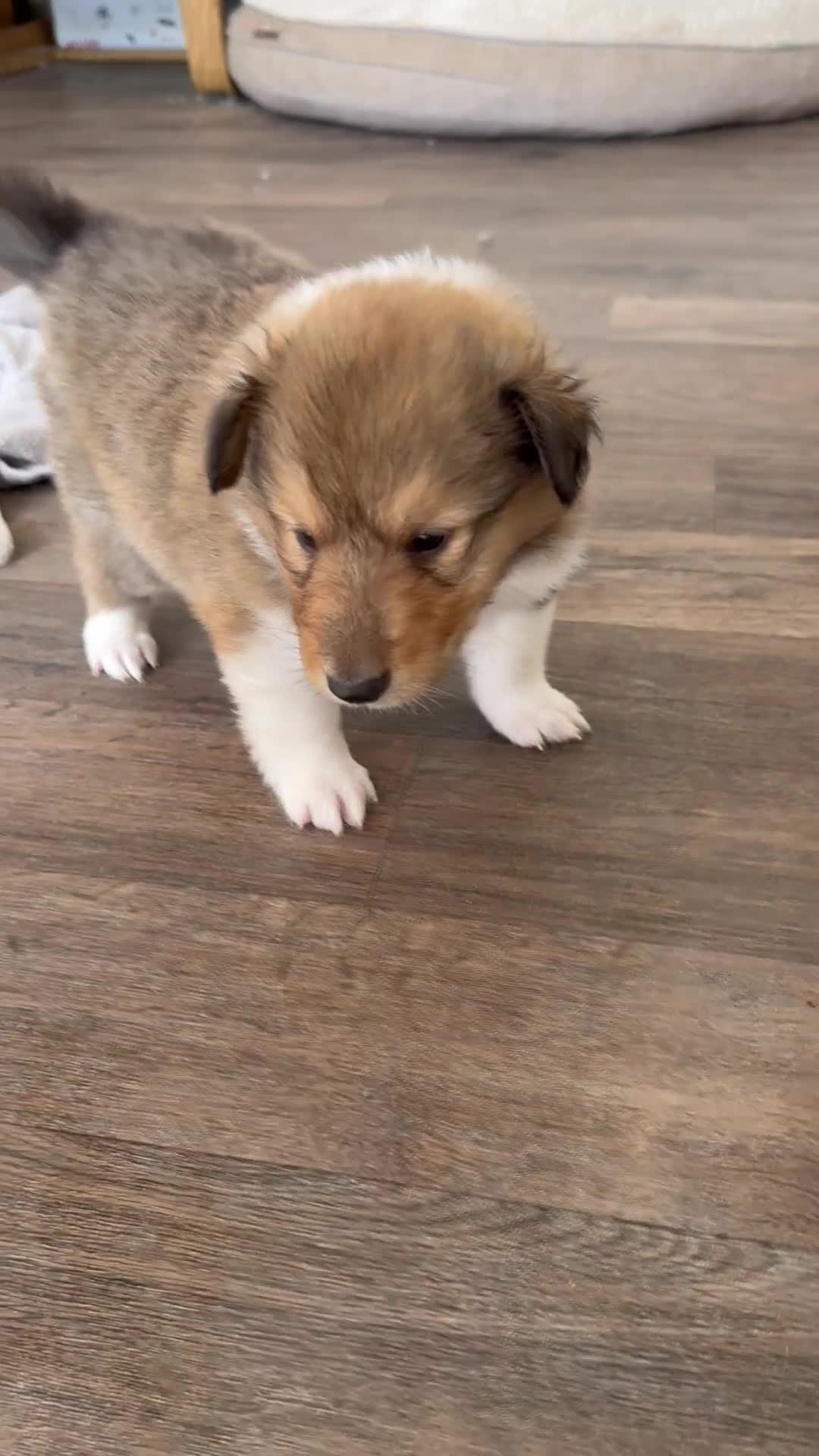 Rough Collie dogs for sale: Non Affected - Sable & White Male Rough Collie  - Video 4