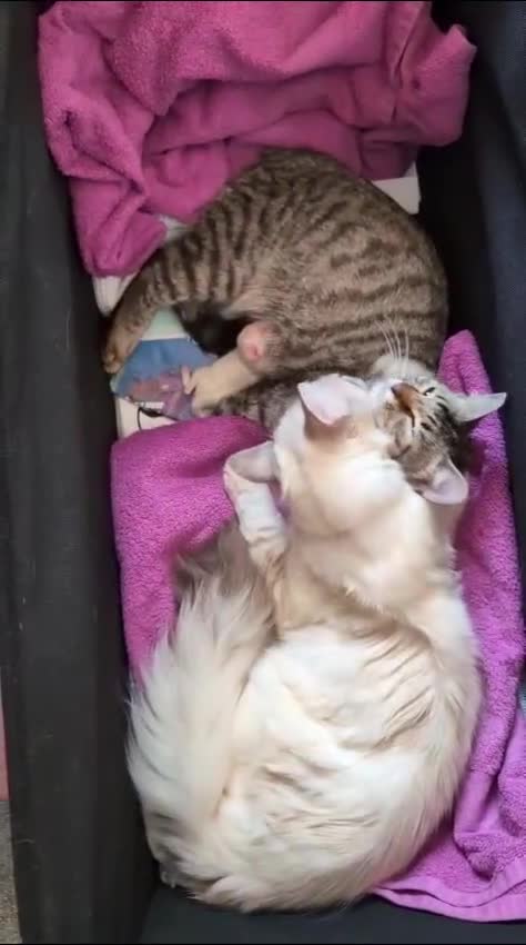 Mixed Breed cats for sale: Kittens for sale!  - Video 4