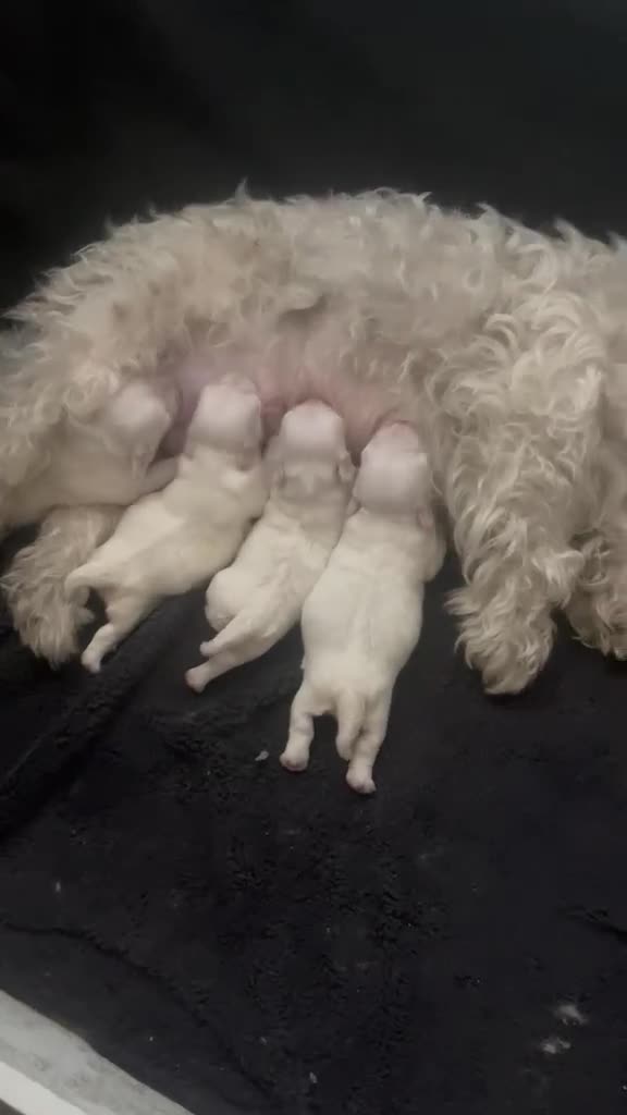 Maltese dogs for sale: 4 Maltese Puppies - Video 1