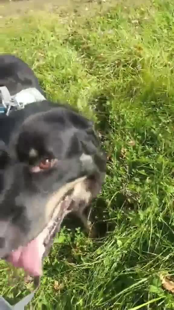 Mixed Breed dogs for adoption: ALEXANDER in Ashford - Video 5