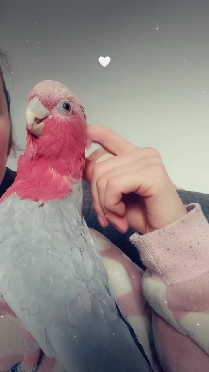 Cockatoo birds for sale: Female galah cockatoo  - Video 1