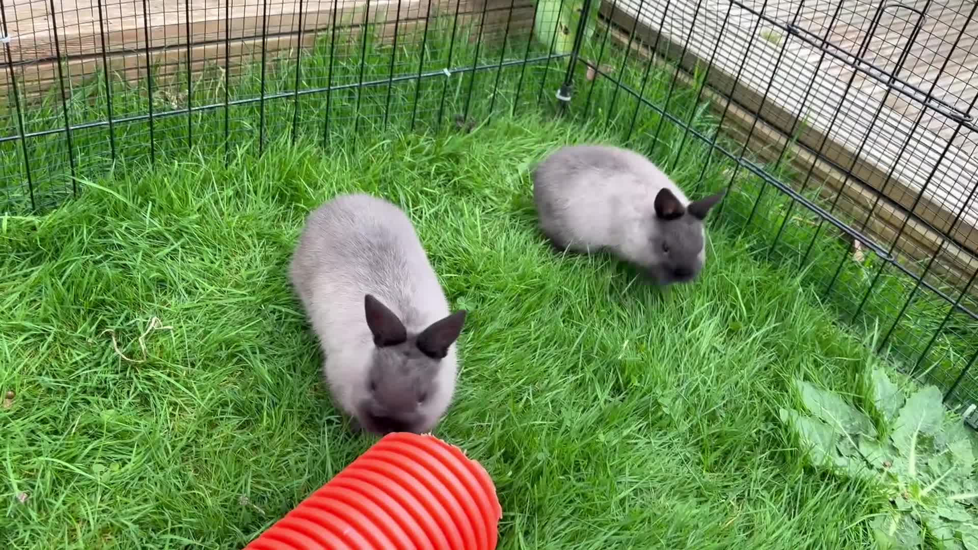 Netherland Dwarf rabbits for sale: * READY NOW x 3 x NETHERLAND DWARF BUNNIES 🐰 🏡 * - Video 1