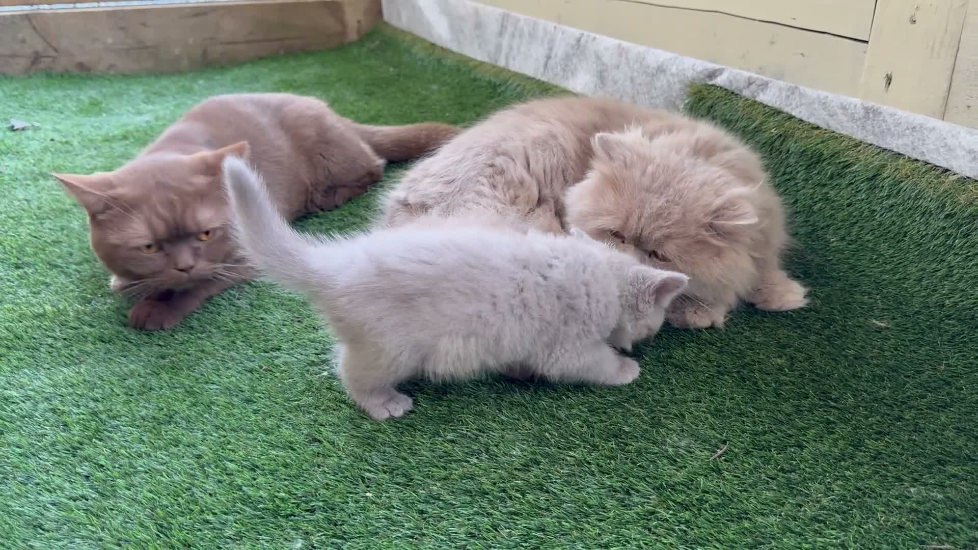 British Longhair cats for sale: Champion Bloodlined Stud Boy‼️ - Video 2