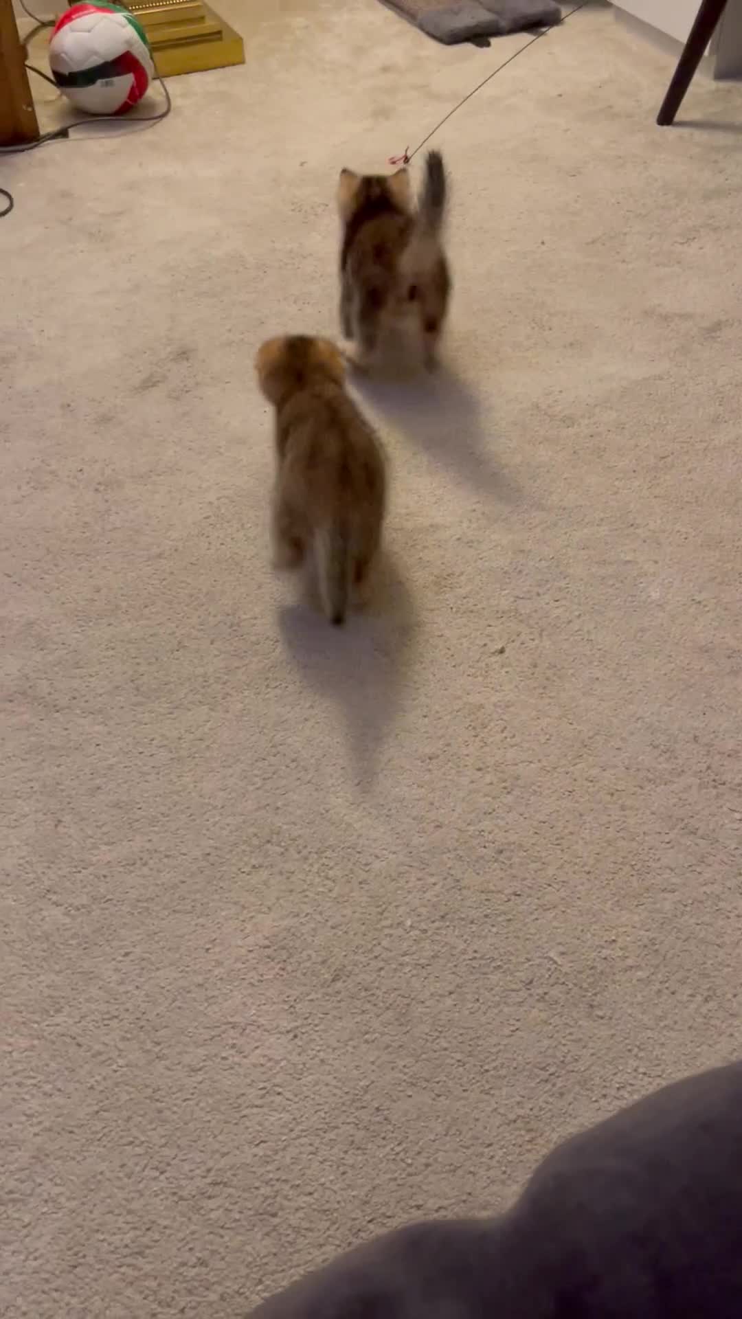 Scottish Fold cats for sale: LOVELY SCOTTISH FOLD KITTENS  in Basildon - Video 1