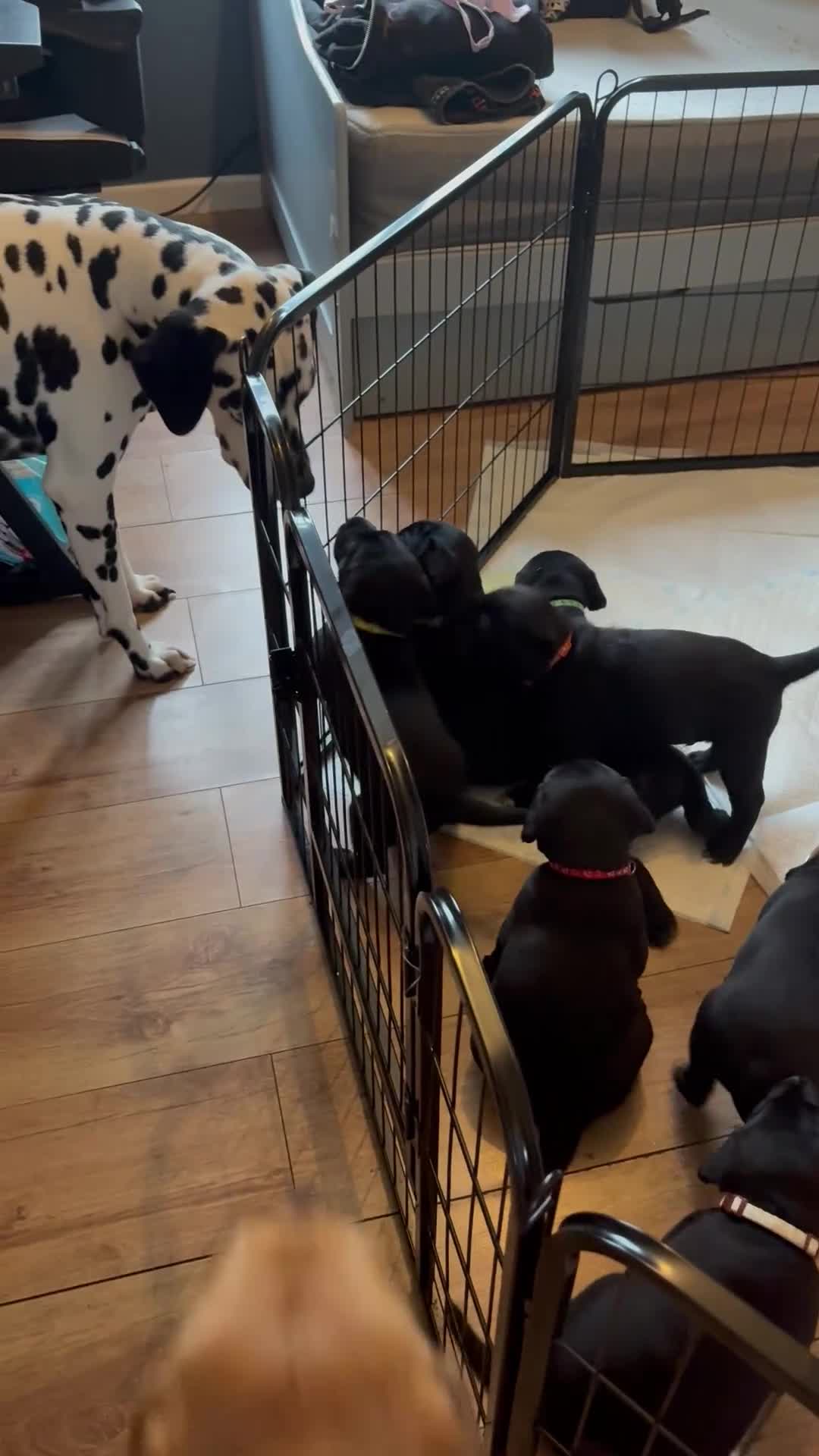 Mixed Breed dogs for sale: Beautiful Dalmador (lab X Dalmatian) puppies..!  - Video 1