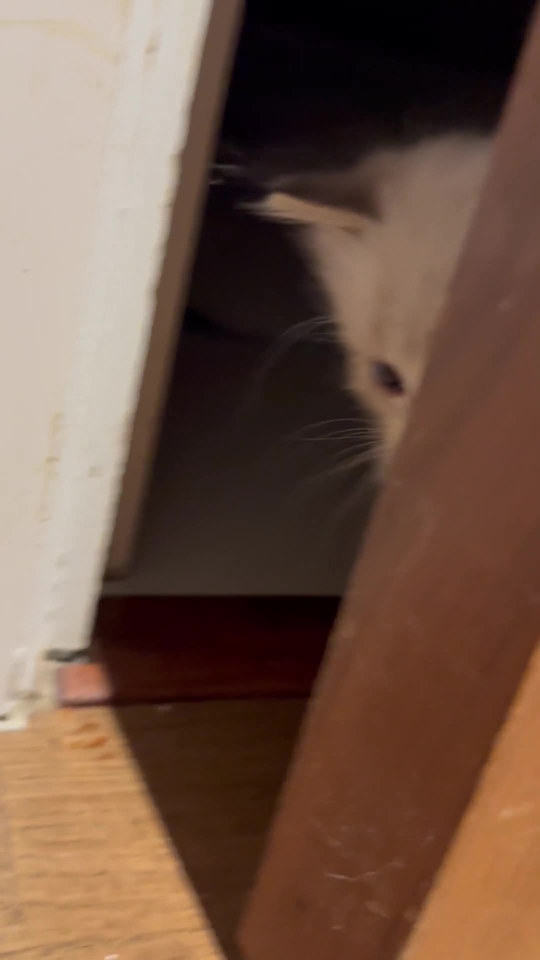 Ragdoll cats for sale: Beautiful Ragdoll kitten  - Video 2