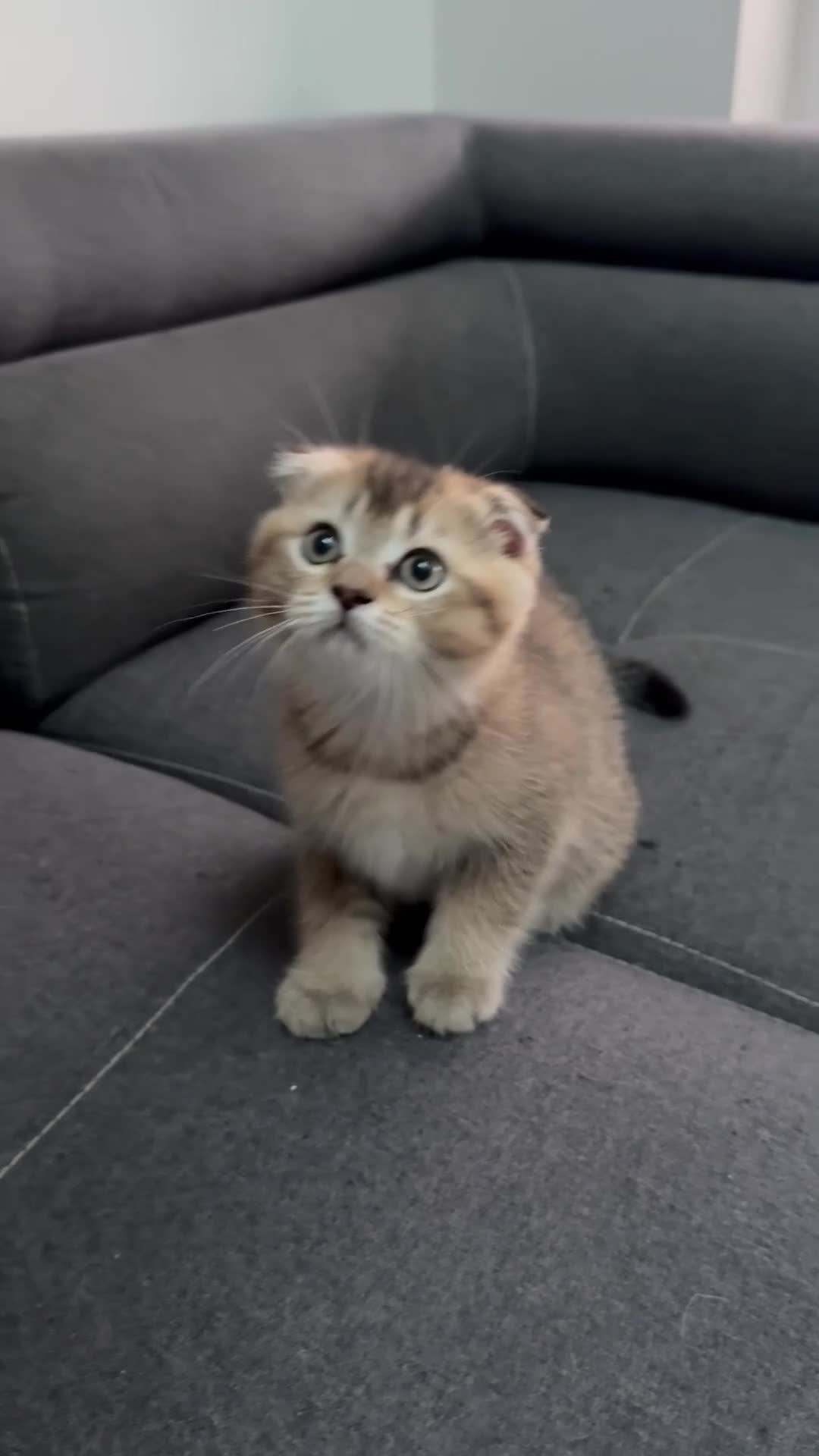 Scottish Fold cats for sale: Scottish fold - Video 1