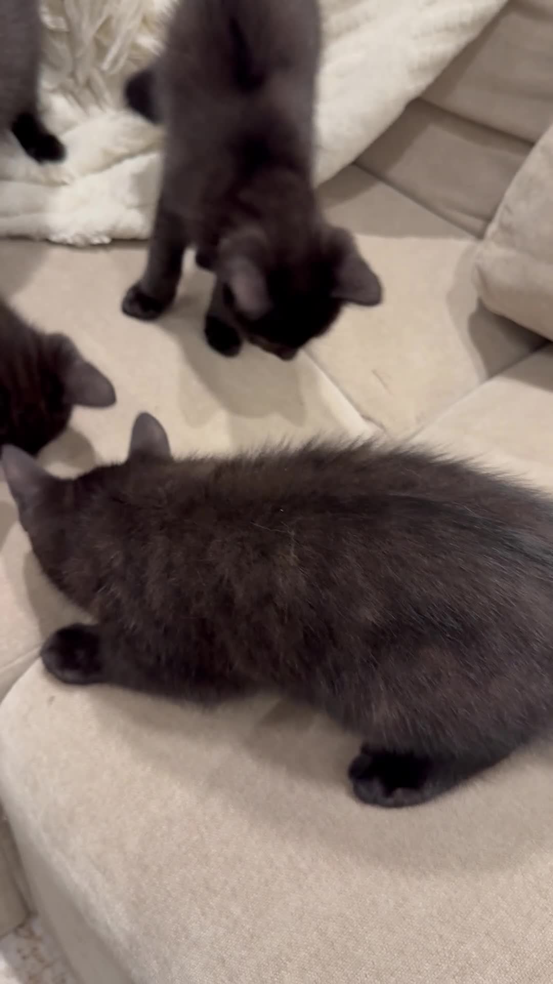 Mixed Breed cats for sale: British Shorthair Cross Kittens - 8 Weeks - Video 1