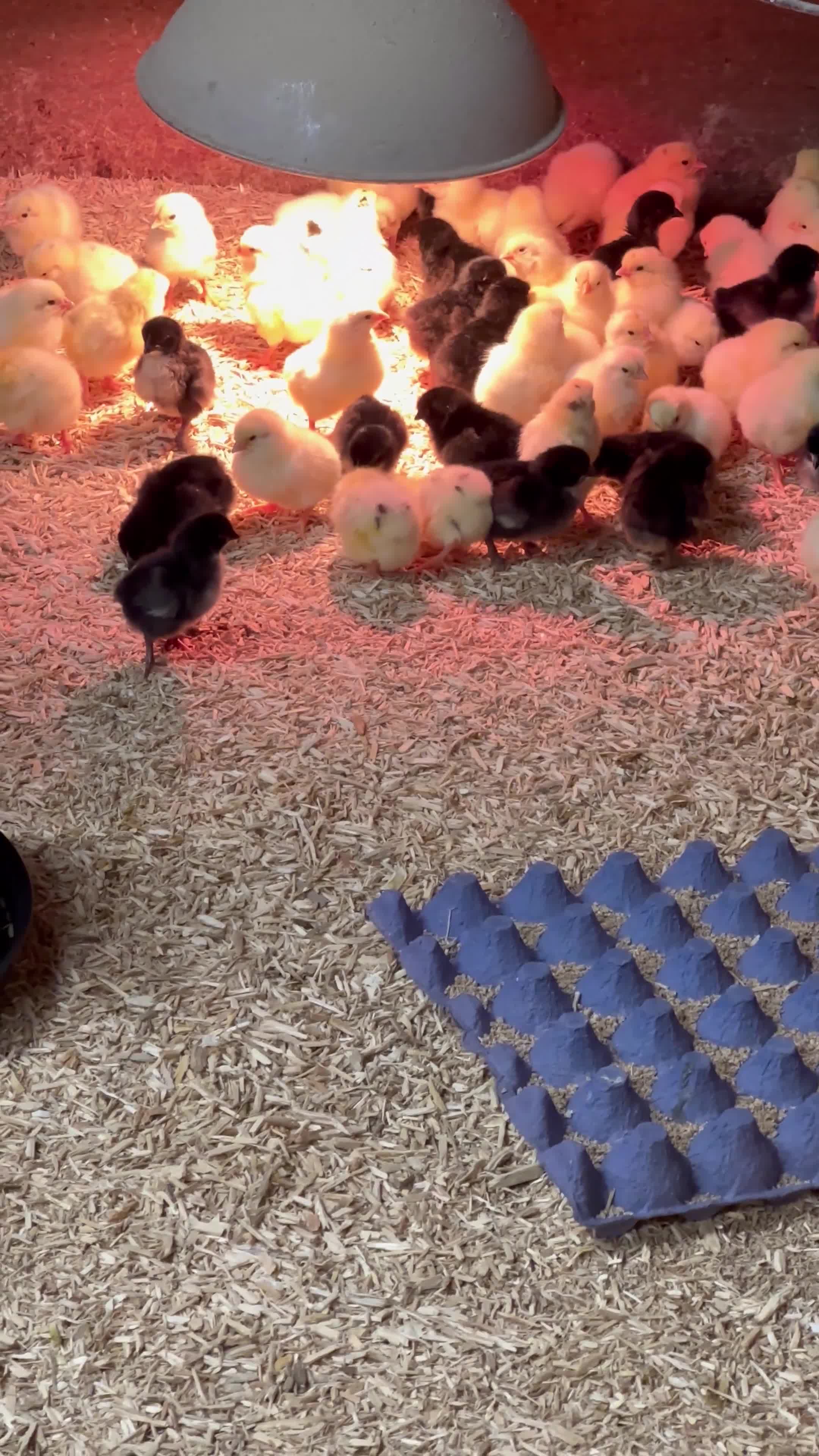Chickens poultry for sale: Day old female hybrid chicks  - Video 1
