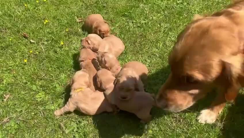 Golden Retriever dogs for sale: 2 beautiful golden retriever boys available. - Video 1
