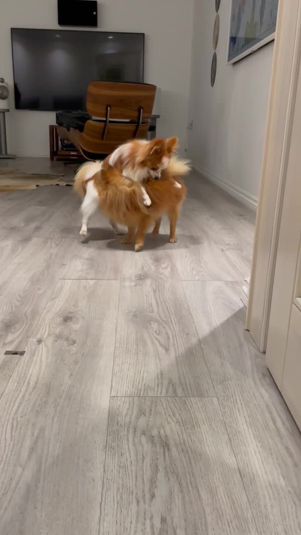 Pomeranian dogs for stud: Pomeranian and papillon boys ready for stud  in Camberley - Video 1