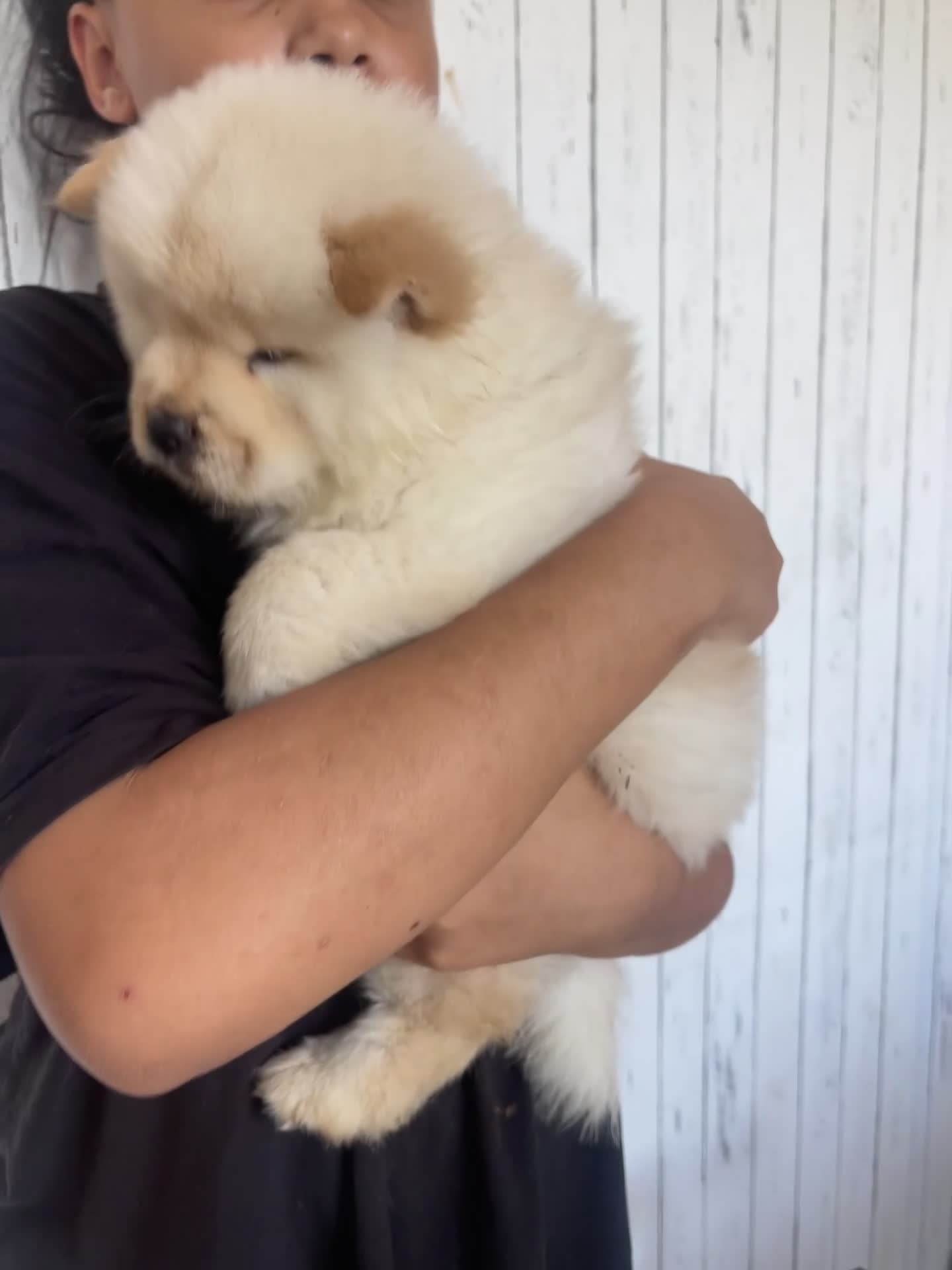 Chow Chow dogs for sale: Chow chow puppy  - Video 4