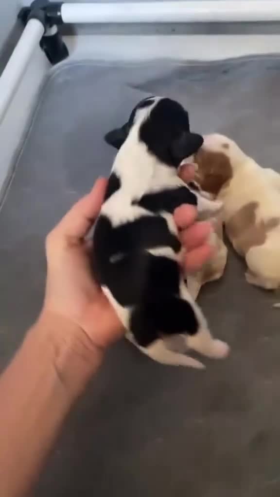 Cavalier King Charles Spaniel dogs for sale: Available Cavalier king Charles Spaniel  in Bristol - Video 1