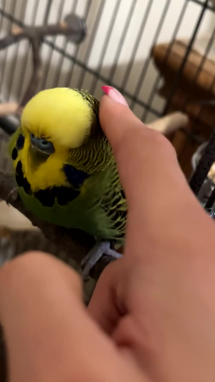 Budgerigars birds for sale: 2 bonded budgies, flight cage and toys  in Salisbury - Video 4