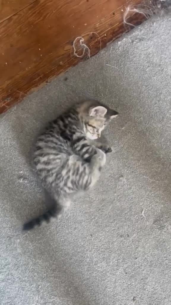 Persian cats for sale: Beautiful Persian X kittens for sale  - Video 1