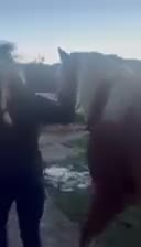 Welsh Section D horses for sale: Stitch  - Video 1