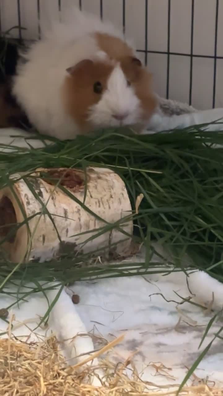 Guinea Pig rodents for sale: Male guinea pig for rehoming & pups for sale - Video 1
