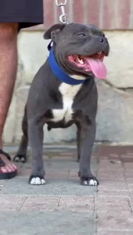 Staffordshire Bull Terrier dogs for stud: WORLD FAMOUS BLOODLINE! KC REG LOW COI%  in Nottingham - Video 1