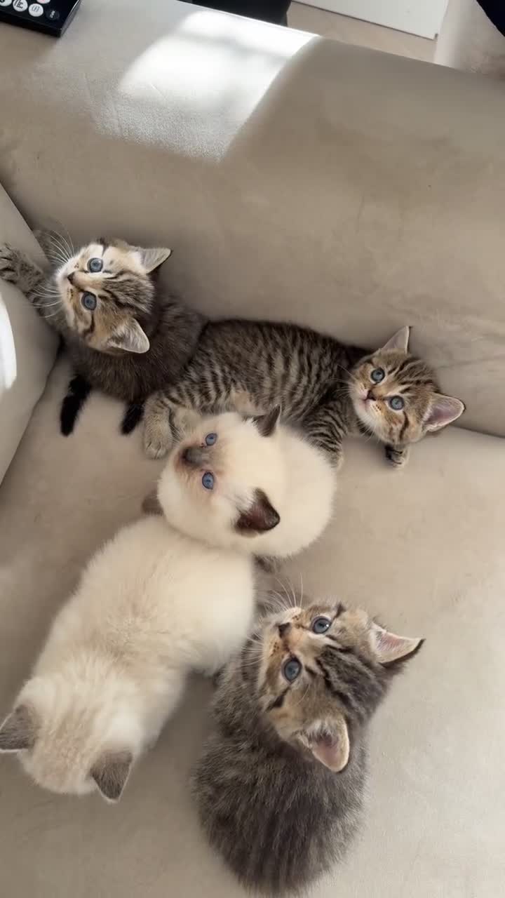 Mixed Breed cats for sale: Half Ragdoll, Half British Shorthairs  - Video 2