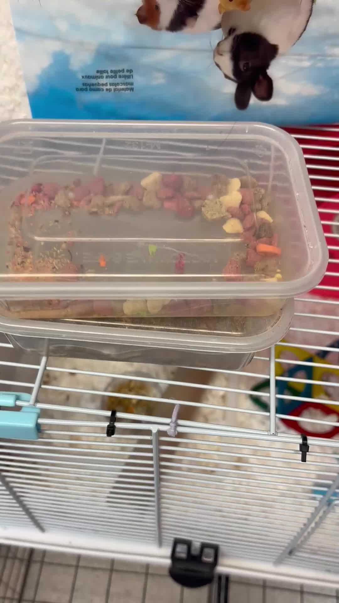 Hamster rodents for sale: Lovely hamster who hasn’t bitten  - Video 1