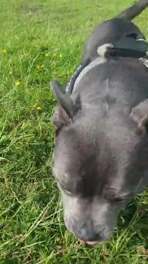 Staffordshire Bull Terrier dogs for sale: Staffordshire Bull Terrier Puppies KC Registered in Drybrook - Video 1