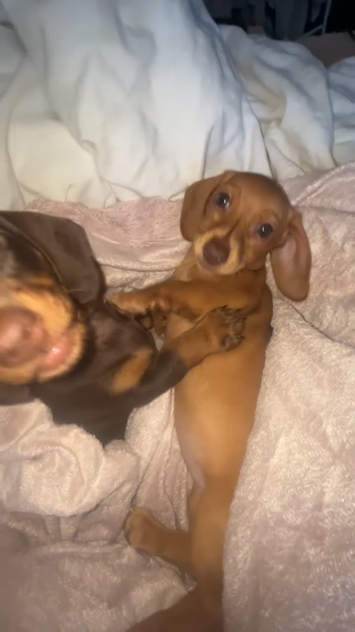 Dachshund dogs for sale: Choclate tri dashund full size  - Video 1