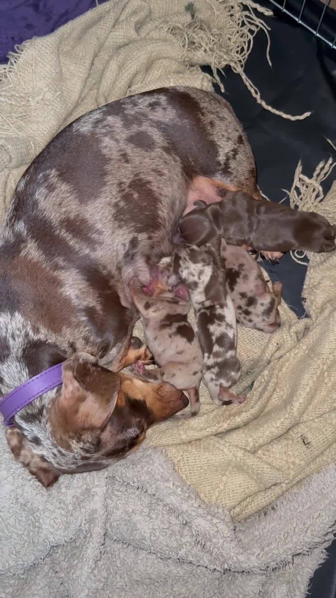 Miniature Dachshund dogs for sale: KC Registered Miniature Dachshunds (PRA Clear) - Video 1