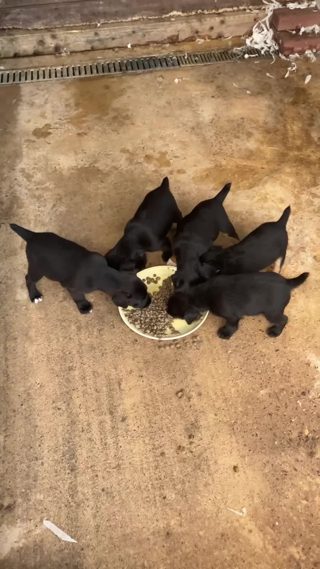 Patterjack dogs for sale: 2 little boys left for sale beautiful puppies - Video 1