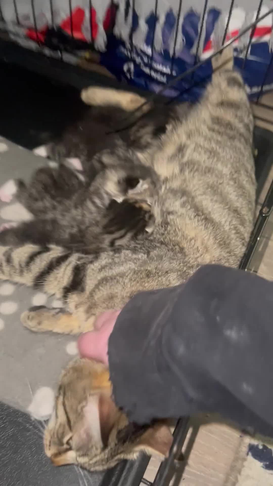 Mixed Breed cats for sale: FEMALE KITTEN - microchipped, flea&worm treated!  - Video 4