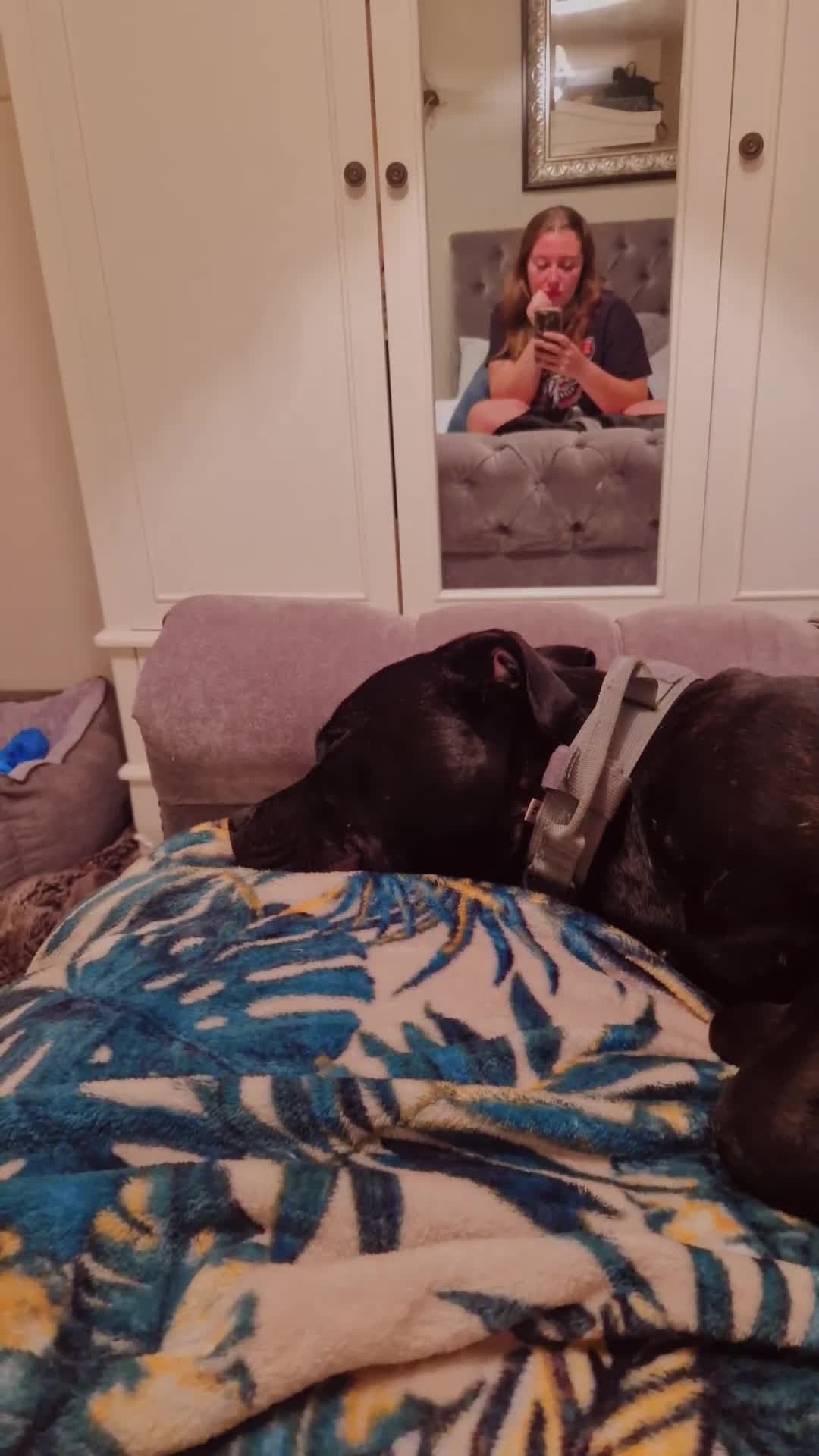 Staffordshire Bull Terrier dogs for sale: 19 months old male Staffordshire Bull Terrier - Video 2