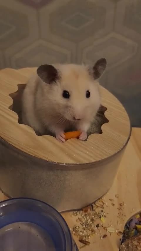 Hamster rodents for sale: Lovely Male Syrian Hamster for Sale with cage - Video 1