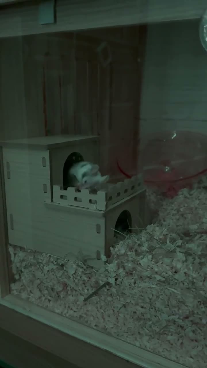 Mouse rodents for sale: 4 female mice & enclosure  - Video 1