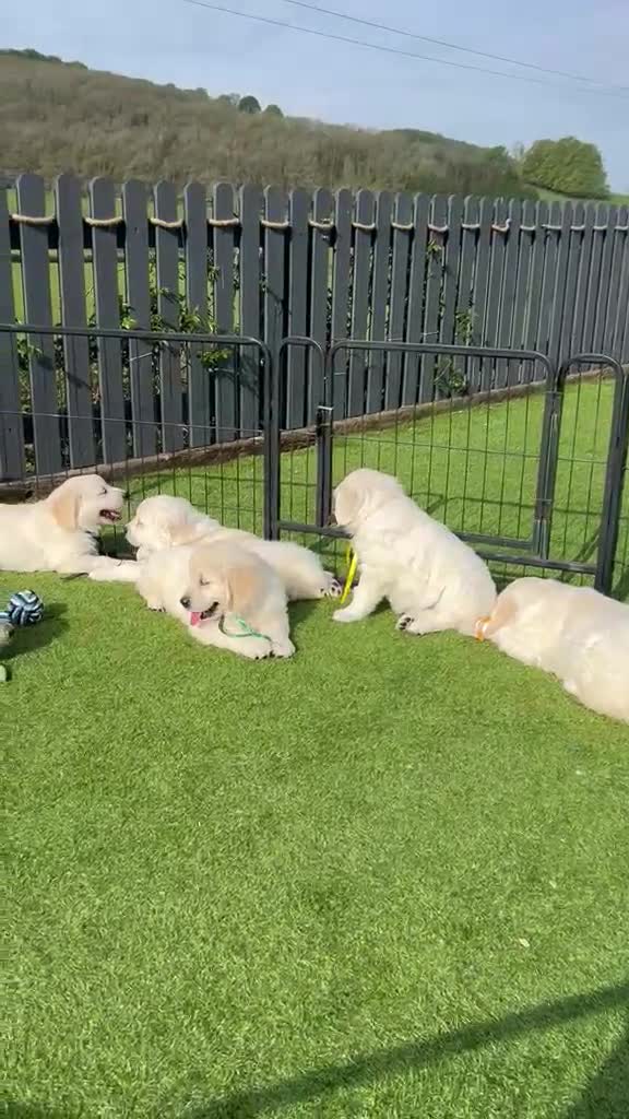 Golden Retriever dogs for sale: Wonderful Golden retriever puppies  in Llanybydder - Video 1