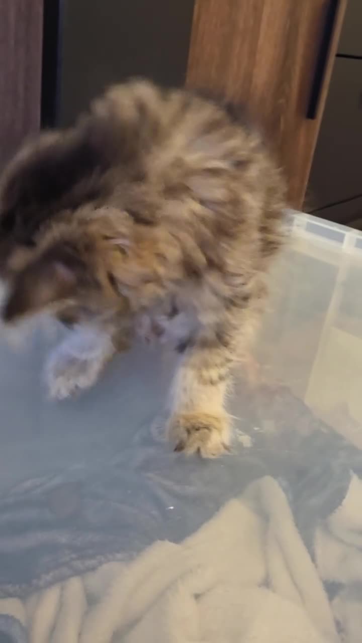 Persian cats for sale: Beautiful dollface persian chinchilla kittens  - Video 3