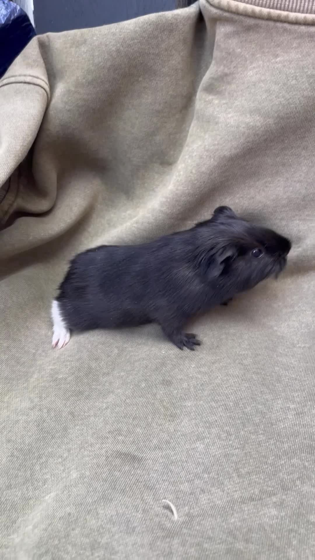 Guinea Pig rodents for sale: Beautiful Baby guinea pigs  - Video 3
